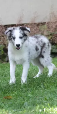 Border collie ZKWP 4