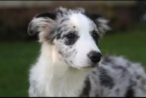 Border collie ZKWP 5