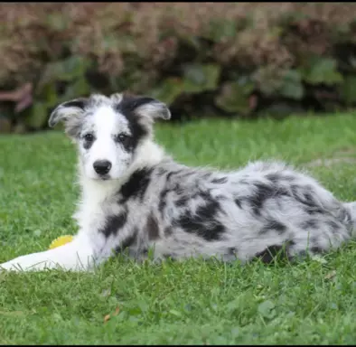 Border collie ZKWP 3