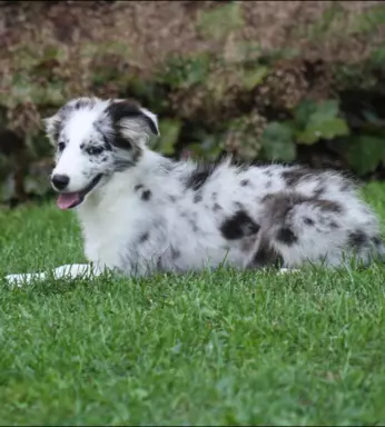 Border collie ZKWP 6