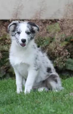 Border collie ZKWP 1