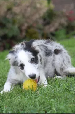 Border collie ZKWP 7