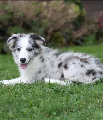 Border collie ZKWP 8