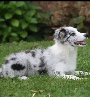 Border collie ZKWP 9