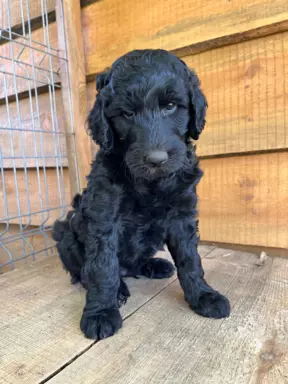 Aussiedoodle szczenięta F2b 3