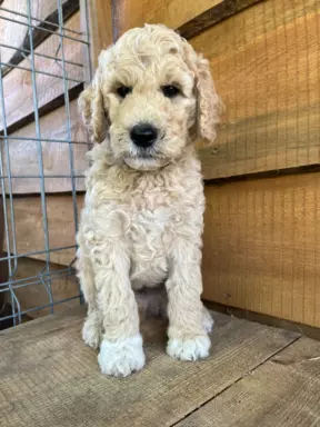 Aussiedoodle szczenięta F2b 2