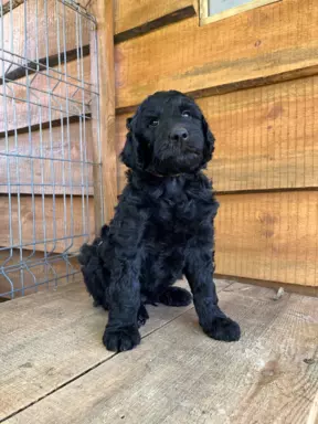Aussiedoodle szczenięta F2b 4