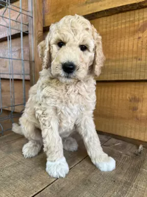 Aussiedoodle szczenięta F2b 1