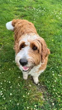 Aussiedoodle szczenięta F2b 5
