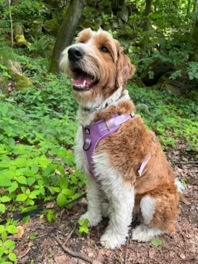 Aussiedoodle szczenięta F2b 6