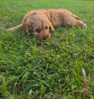 Labradoodle f1b chłopcy labrador/pudel/goldendoodle 2