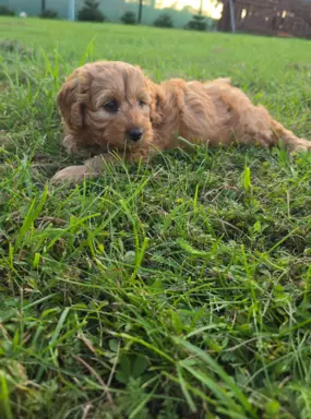 Labradoodle f1b chłopcy labrador/pudel/goldendoodle 3