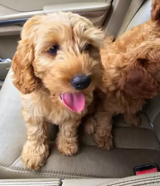 Labradoodle f1b chłopcy labrador/pudel/goldendoodle 4