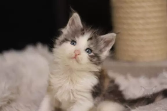 Wyjątkowa kotka Maine Coon niebieskie oczy szylkret tricolor 5