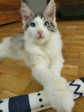 Wyjątkowa kotka Maine Coon niebieskie oczy szylkret tricolor 1