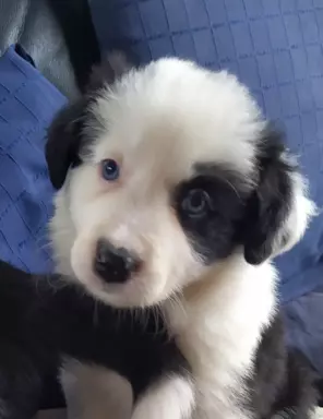 Piękne szczenięta Border Collie 1