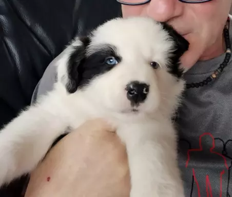 Piękne szczenięta Border Collie 2