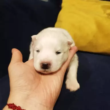 Samoyed/ Samojed CANIS E CATUS 2