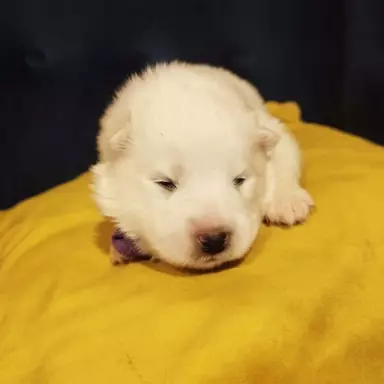 Samoyed/ Samojed CANIS E CATUS 3