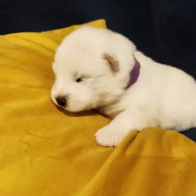 Samoyed/ Samojed CANIS E CATUS 4