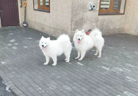 Samoyed/ Samojed CANIS E CATUS 6