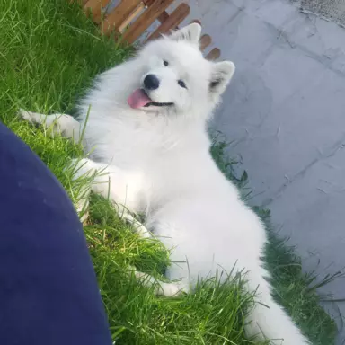 Samoyed/ Samojed CANIS E CATUS 7