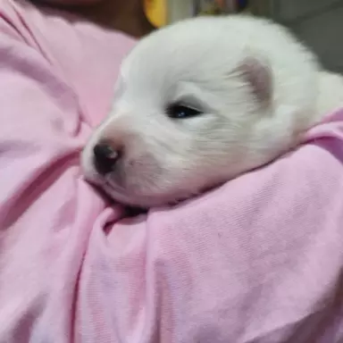 Samoyed/ Samojed CANIS E CATUS 8