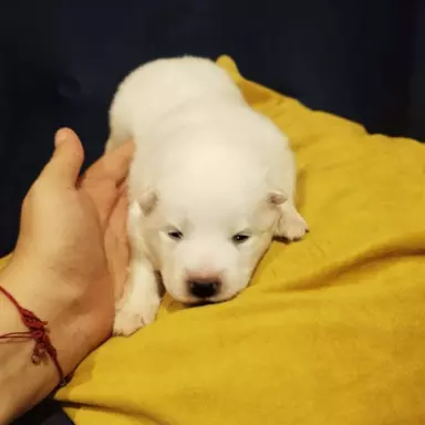 Samoyed/ Samojed CANIS E CATUS 9