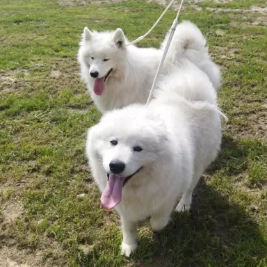 Samoyed/ Samojed CANIS E CATUS 10