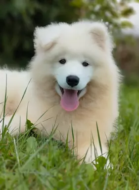 Sprzedam piękne szczenię, samiec Samoyed 1