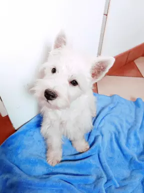 Piękny West Highland white terrier ZKWP FCI 1