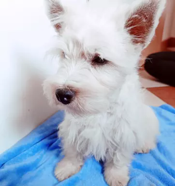 Piękny West Highland white terrier ZKWP FCI 10