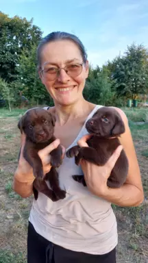 Labrador Czekoladowy - Szczenieta 10