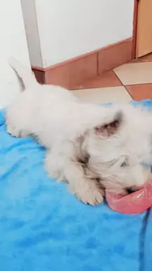 Piękny West Highland white terrier ZkwP FCI 7