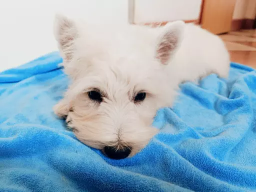 Piękny West Highland white terrier ZkwP FCI 5