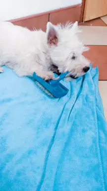Piękny West Highland white terrier ZkwP FCI 6