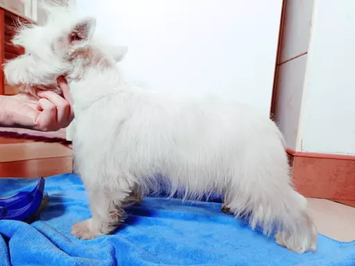 Piękny West Highland white terrier ZkwP FCI 4