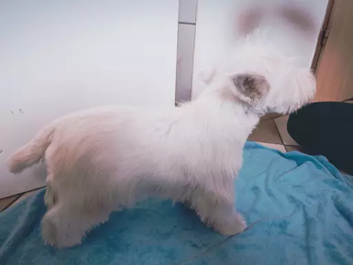 Piękny West Highland white terrier ZkwP FCI 3