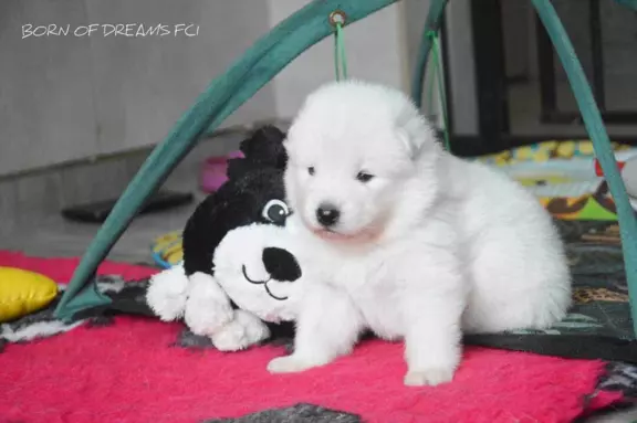 Samoyed szczenięta ZkwP 2