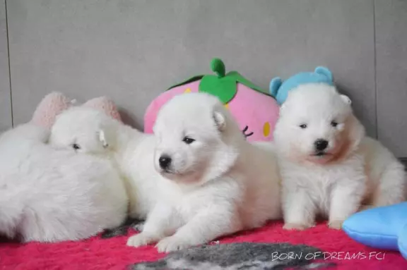 Samoyed szczenięta ZkwP 3