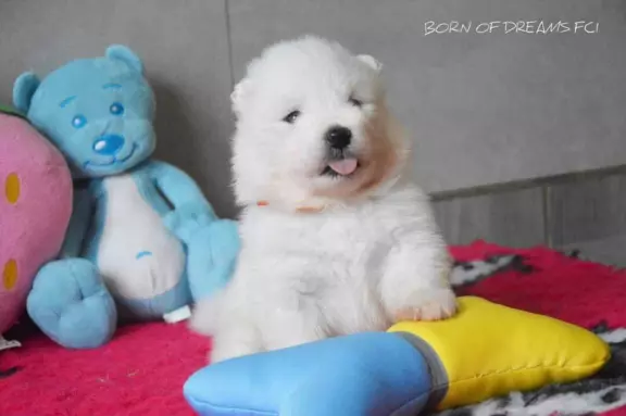 Samoyed szczenięta ZkwP 4