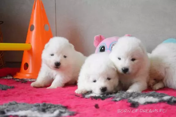 Samoyed szczenięta ZkwP 5