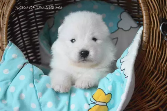 Samoyed szczenięta ZkwP 6