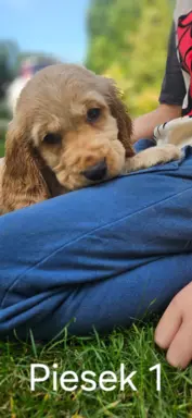 Cocker Spaniel Angielski 1