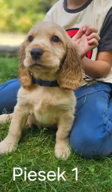 Cocker Spaniel Angielski 2