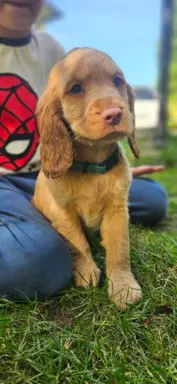 Cocker Spaniel Angielski 3