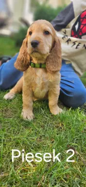 Cocker Spaniel Angielski 4