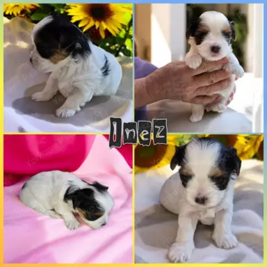 Pieski Yorkshire Terrier Black Tan, Golddust, Blueberry 4