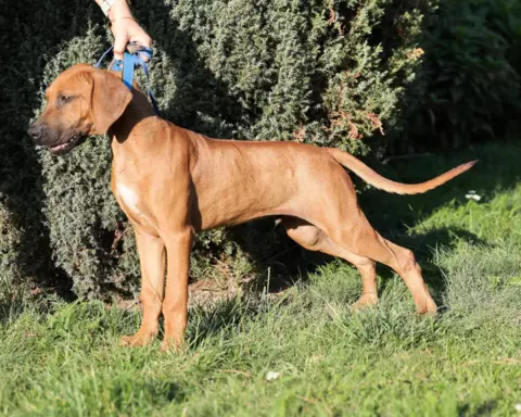 ostatni samiec po pracujących rodzicach w dogoterapii 1