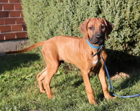 ostatni samiec po pracujących rodzicach w dogoterapii 3